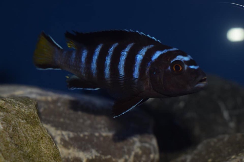 Maylandia sp. 'elongatus linganjala' Linganjala Reef